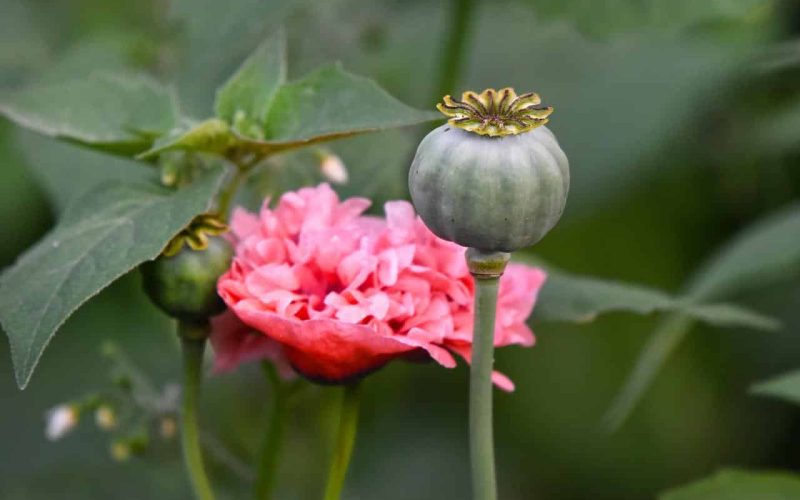 Different types of edible flowers