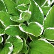 Different types of Hostas