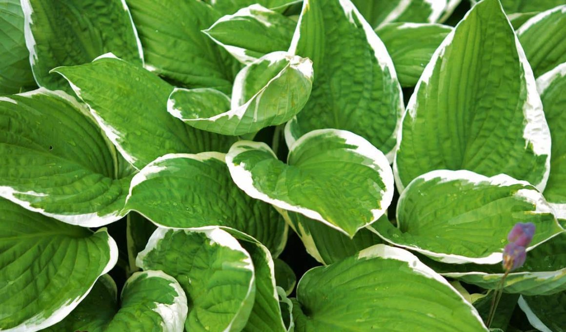 Different types of Hostas