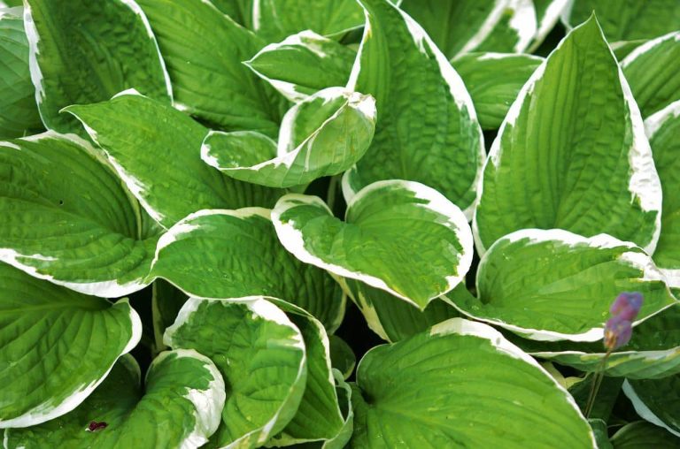 Different types of Hostas
