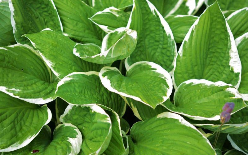 Different types of Hostas