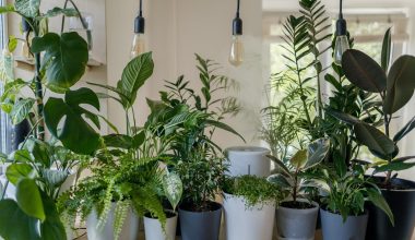 Different Types of Houseplant Fertilizer