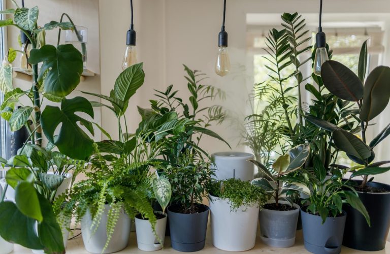 Different Types of Houseplant Fertilizer