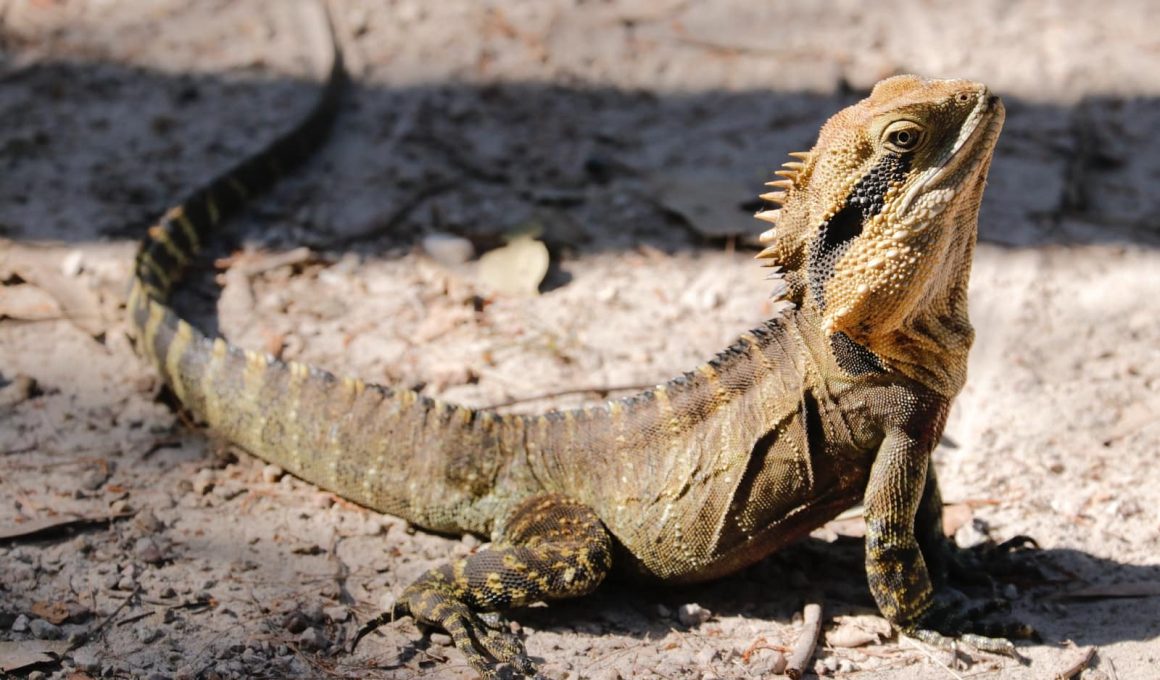 Different types of iguana