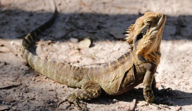 Different types of iguana