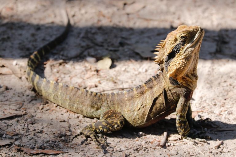 Different types of iguana