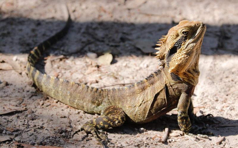 Different types of iguana