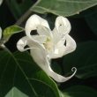 Different Types of Moon Flowers