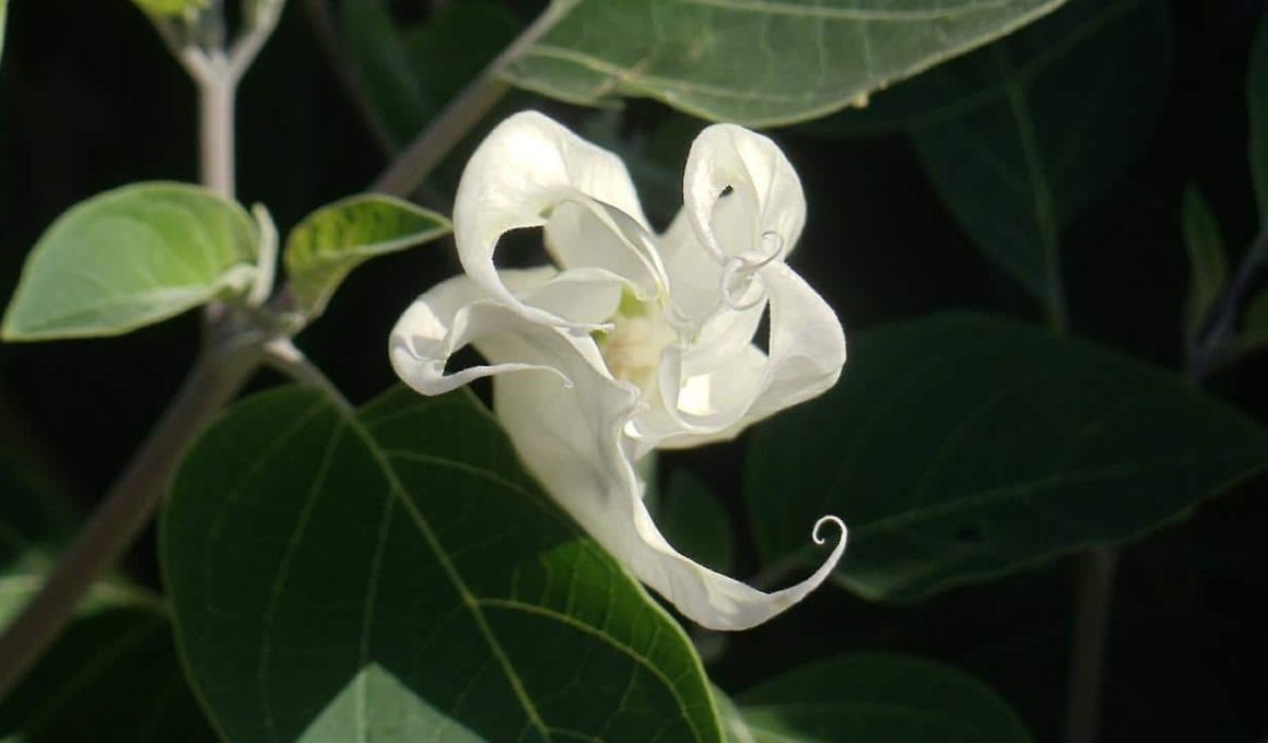 Different Types of Moon Flowers