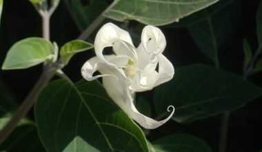 Different Types of Moon Flowers