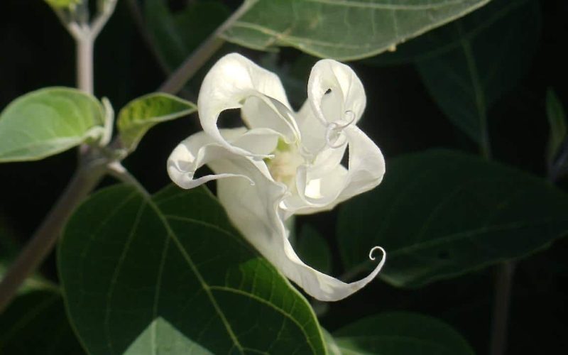 Different Types of Moon Flowers