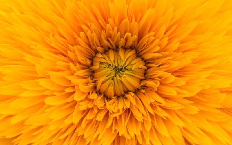 Different Types of Orange Flowers