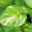 Different Types of Pothos Plants