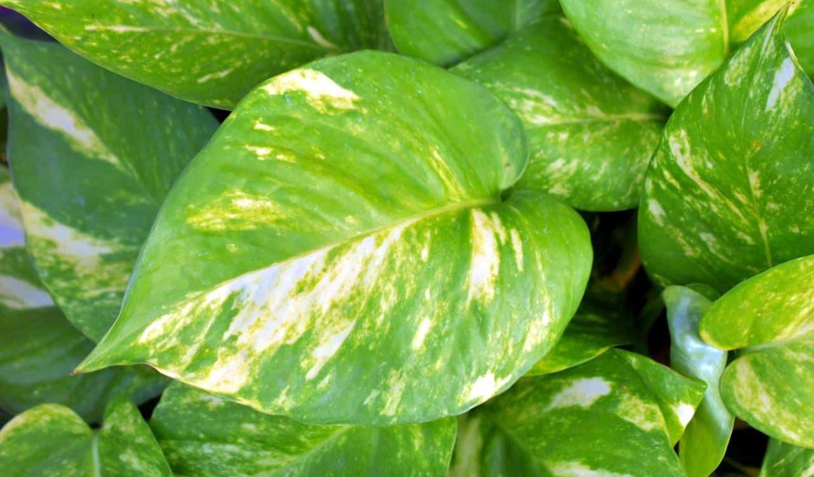 Different Types of Pothos Plants