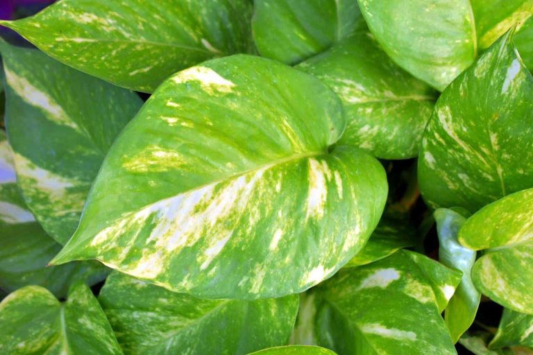 Different Types of Pothos Plants