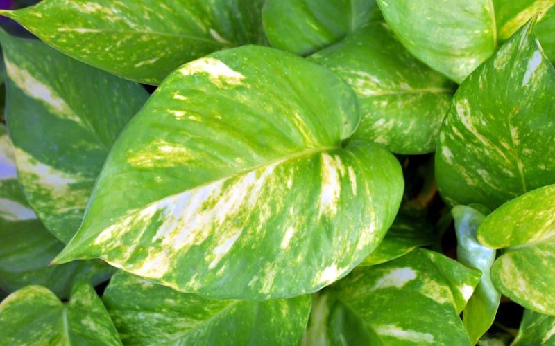 Different Types of Pothos Plants