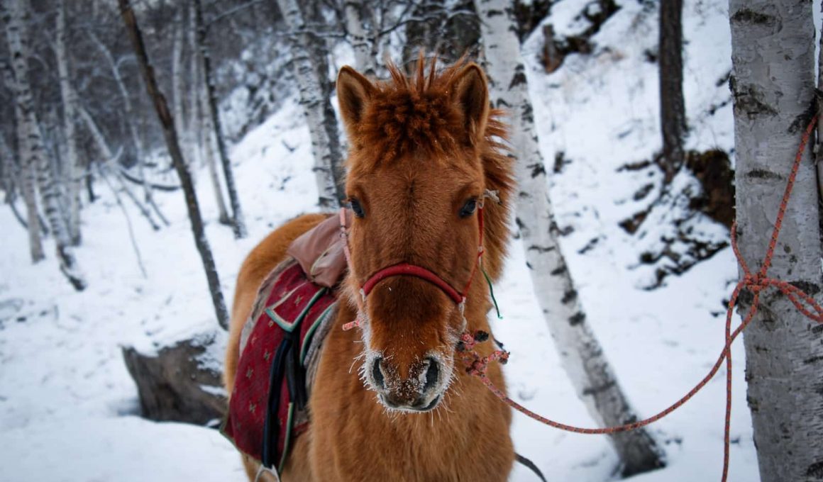 Different types of saddles