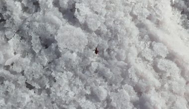 Different Types of Salt