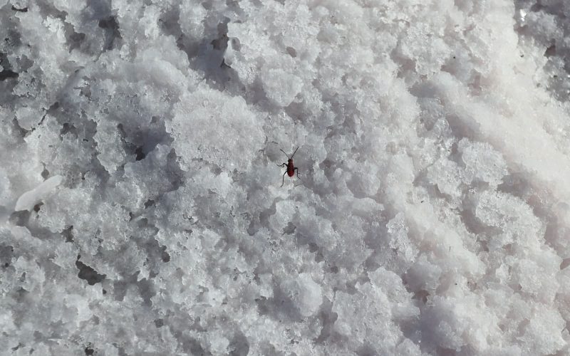 Different Types of Salt