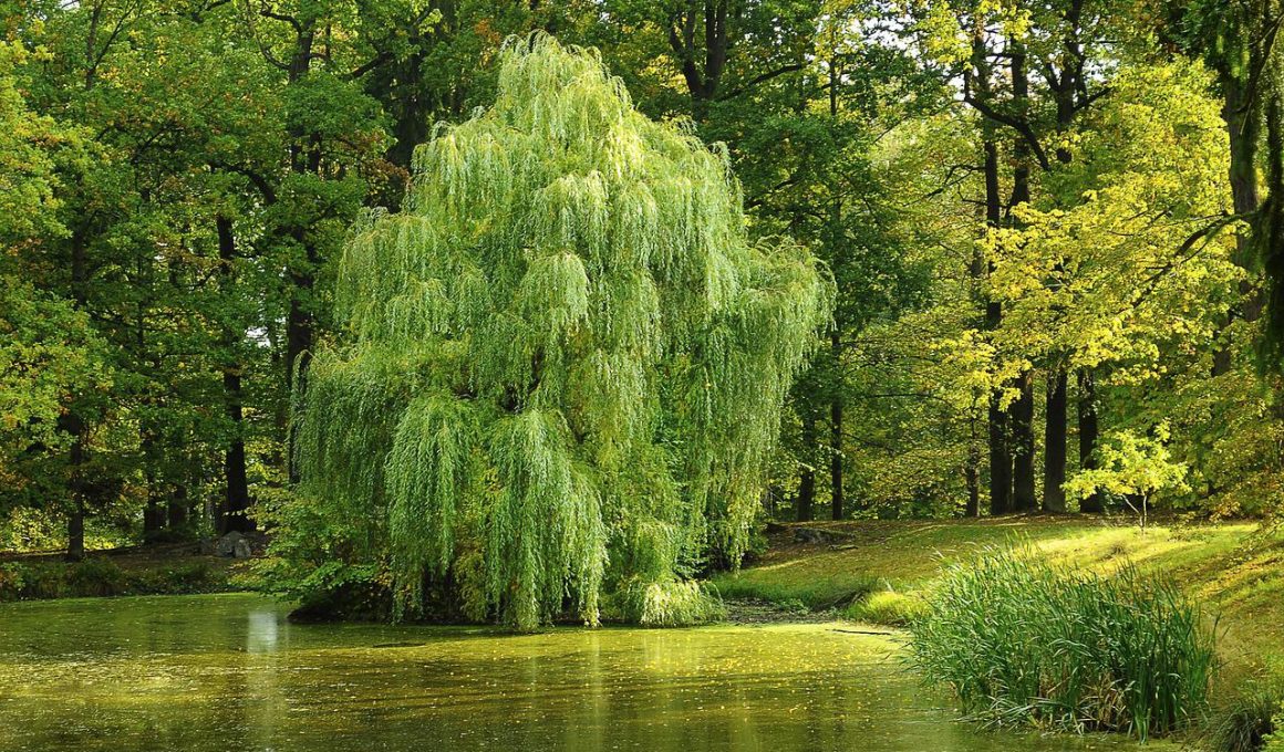 Different Types of Willow Trees