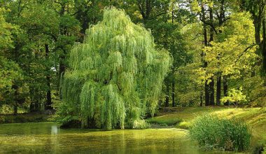 Different Types of Willow Trees