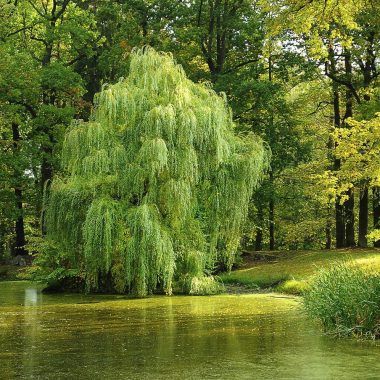 Different Types of Willow Trees