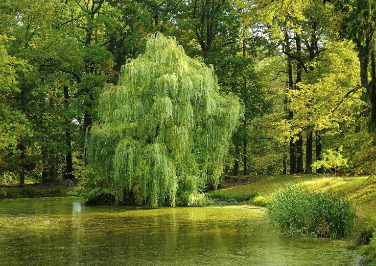 Different Types of Willow Trees