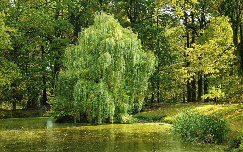 Different Types of Willow Trees