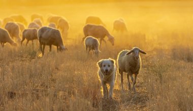 Herding Dog Breeds