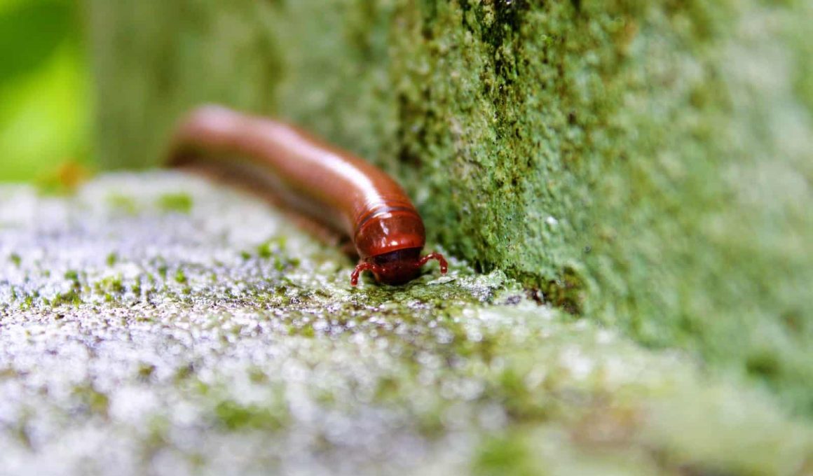 How to get rid of millipedes in the house