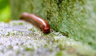 How to get rid of millipedes in the house