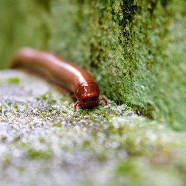 How to get rid of millipedes in the house