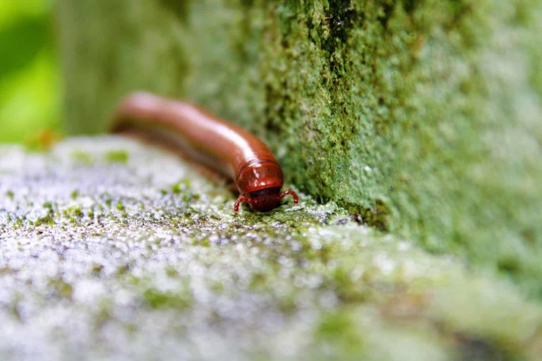 How to get rid of millipedes in the house