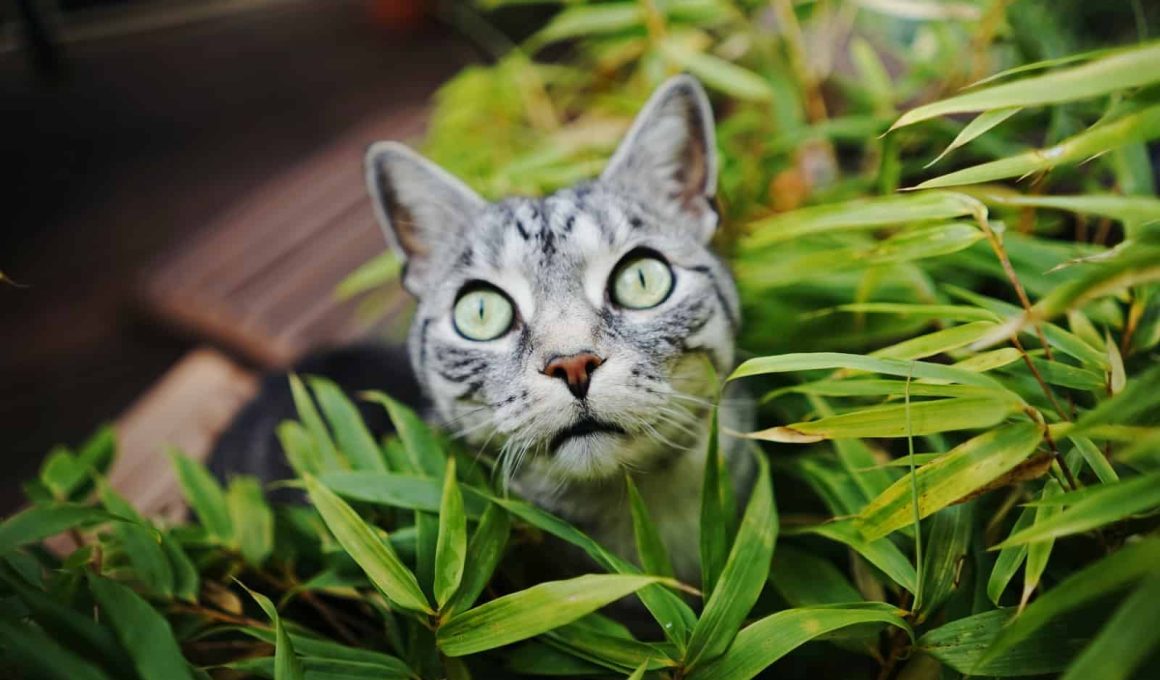 How to Keep Cats Out of House Plants