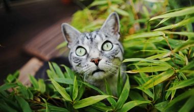 How to Keep Cats Out of House Plants