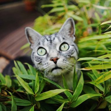 How to Keep Cats Out of House Plants