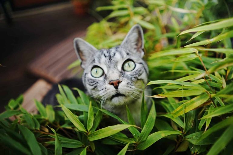 How to Keep Cats Out of House Plants