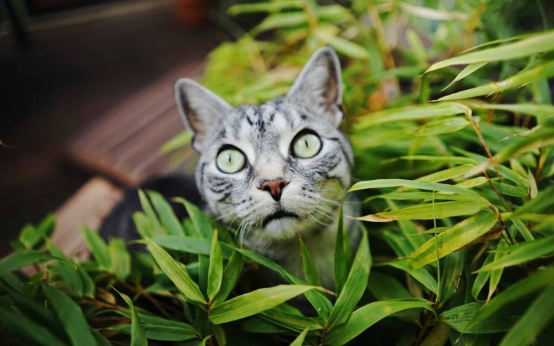 How to Keep Cats Out of House Plants