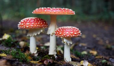 How to Make Mushroom Tea