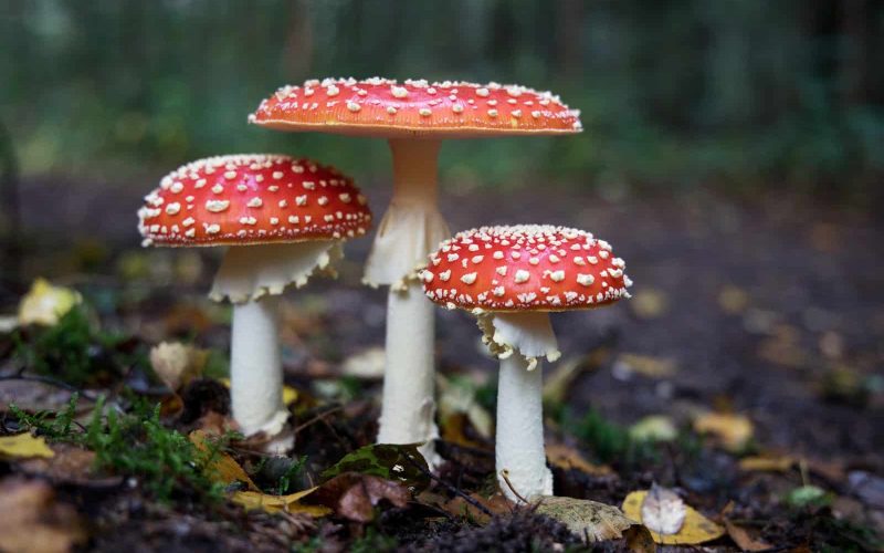 How to Make Mushroom Tea