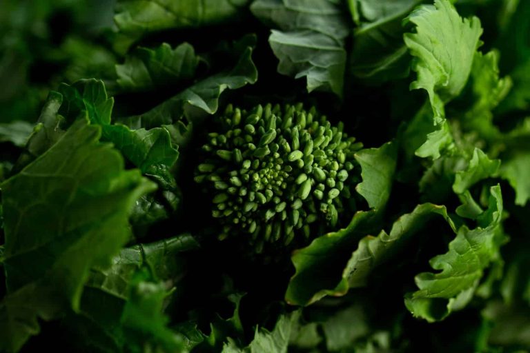 Substitutes for Broccoli Rabe
