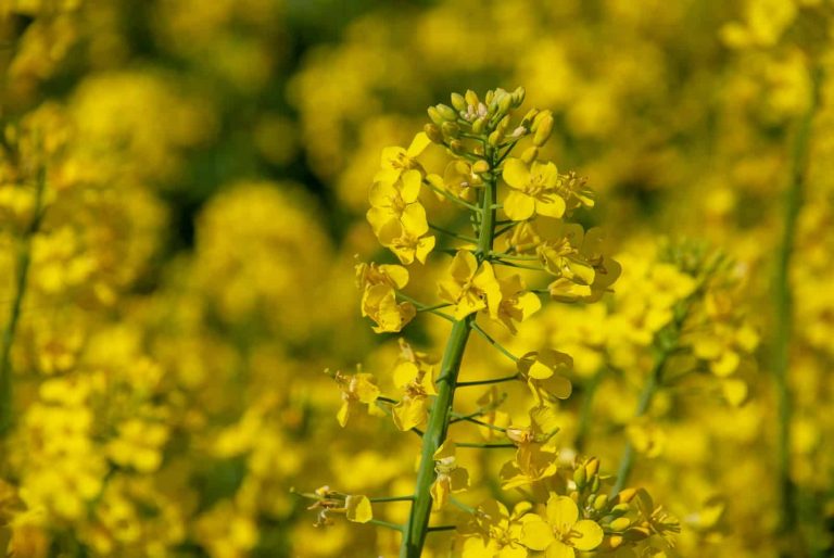 Substitutes for Canola Oil