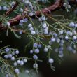 substitutes for juniper berries