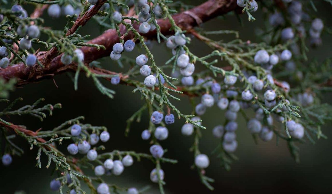 substitutes for juniper berries