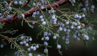 substitutes for juniper berries