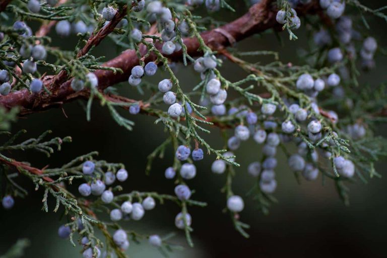 substitutes for juniper berries