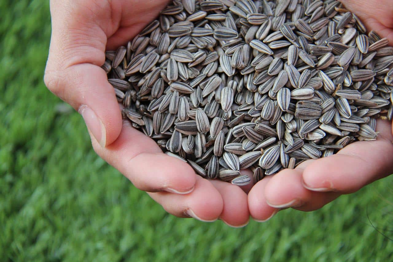 Sunflower Seeds Types of Edible Flowers