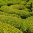 Types Of Boxwood