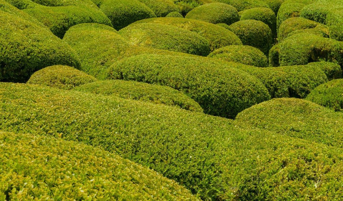 Types Of Boxwood