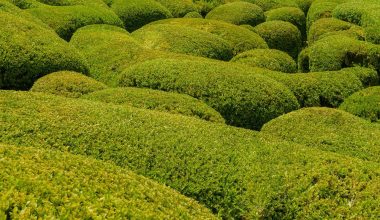 Types Of Boxwood